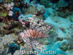 lionfish red sea by Darren Martin 